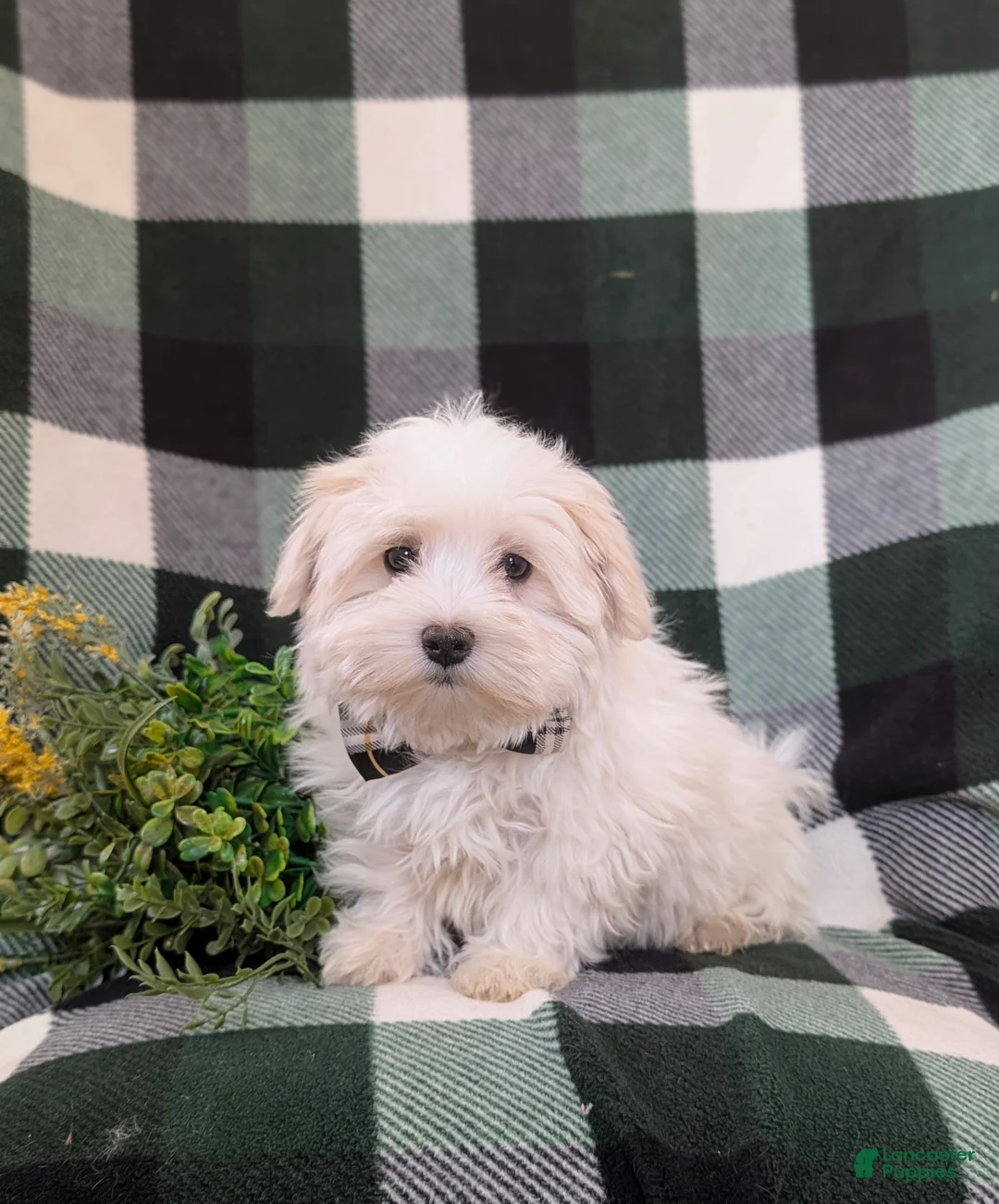 Maltese dogs for sale: Haden 7 lbs Full Grown - Ad 1