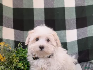 Maltese dogs for sale: Haden 7 lbs Full Grown - Ad 1