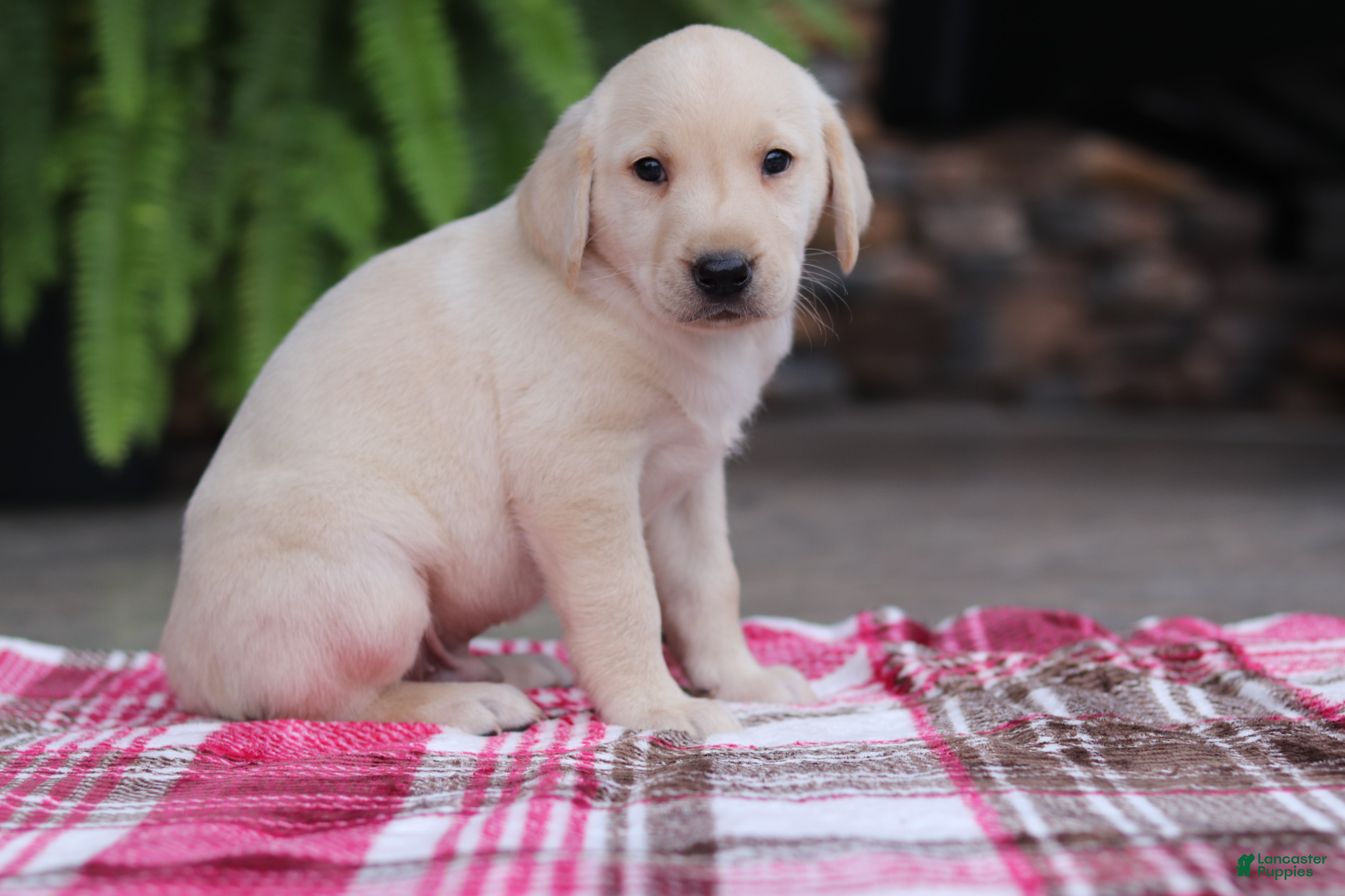 Labrador Retriever dogs Hunter - Ad 1
