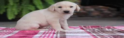 Labrador Retriever dogs for sale: Hunter - Ad 1