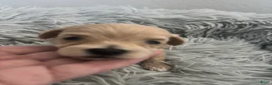 Lola