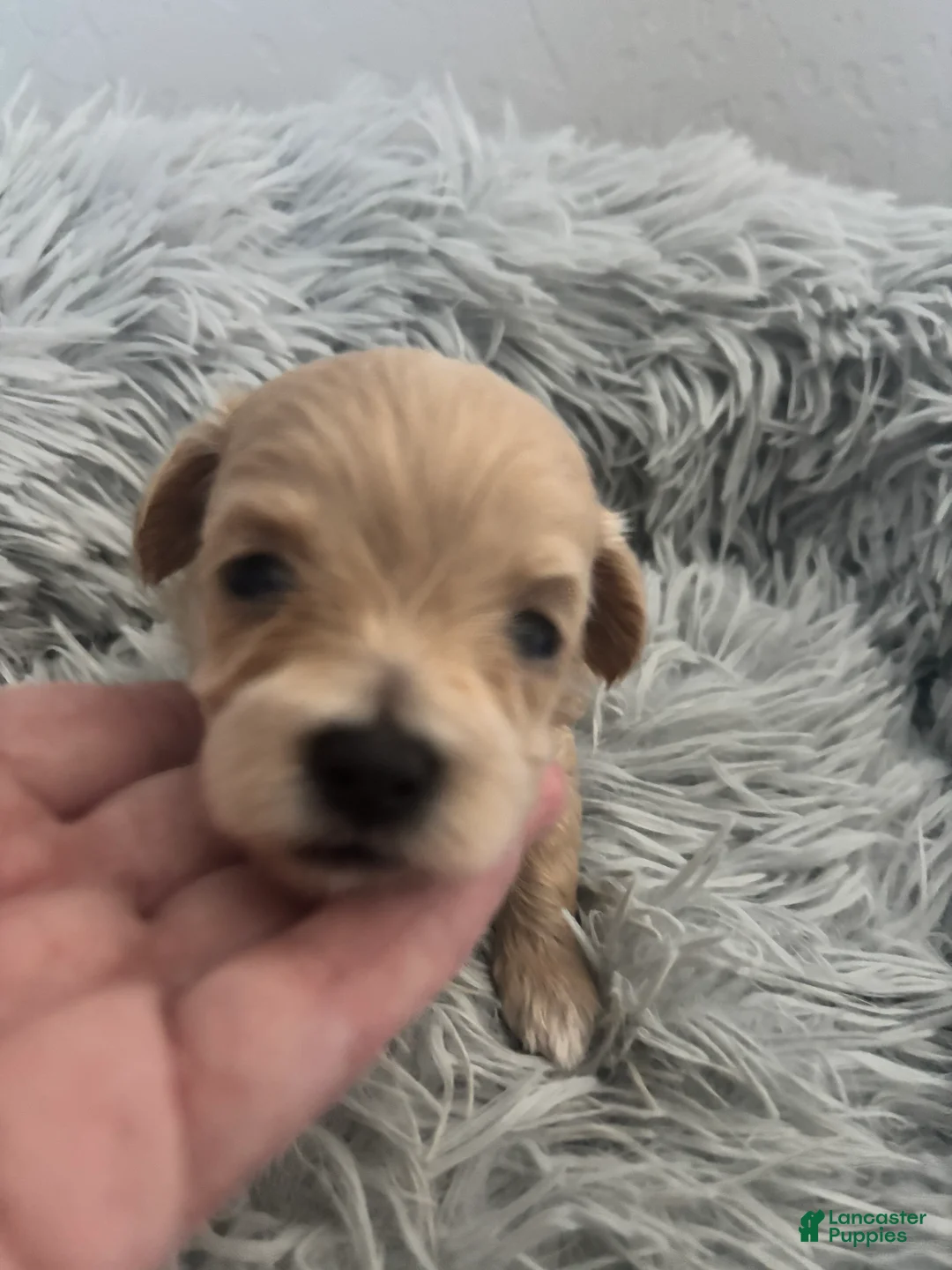 Maltipoo dogs for sale: Lola - Ad 1
