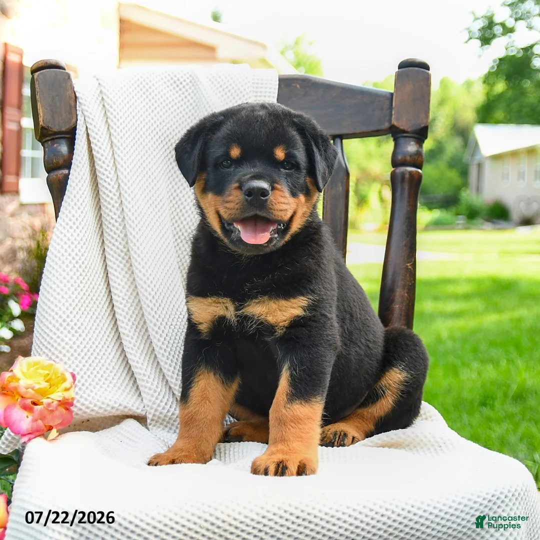 Rottweiler dogs for sale: Tank - Ad 1