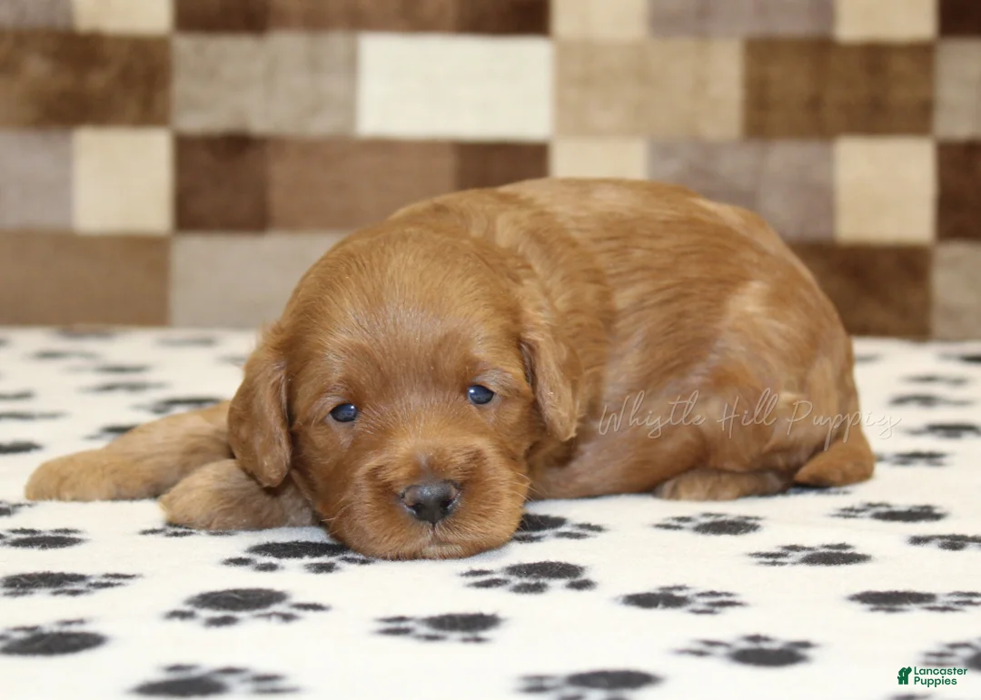 Cavapoo dogs for sale: Oreo - Ad 2