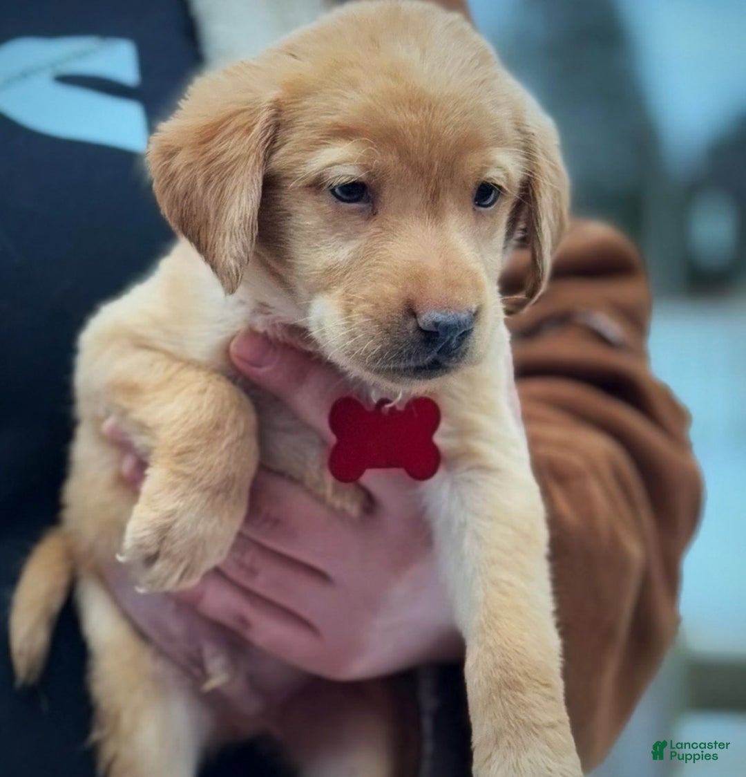 Labrador Retriever dogs for sale: Labrador Retriever Puppy 1 - Ad 6