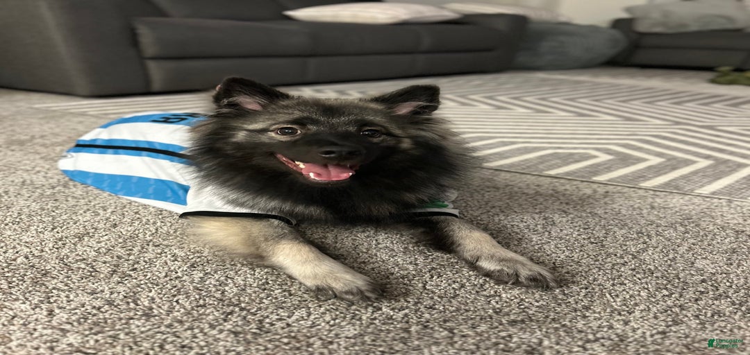 Gallery Image {{count}}