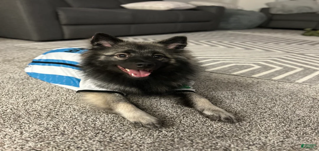 Gallery Image {{count}}