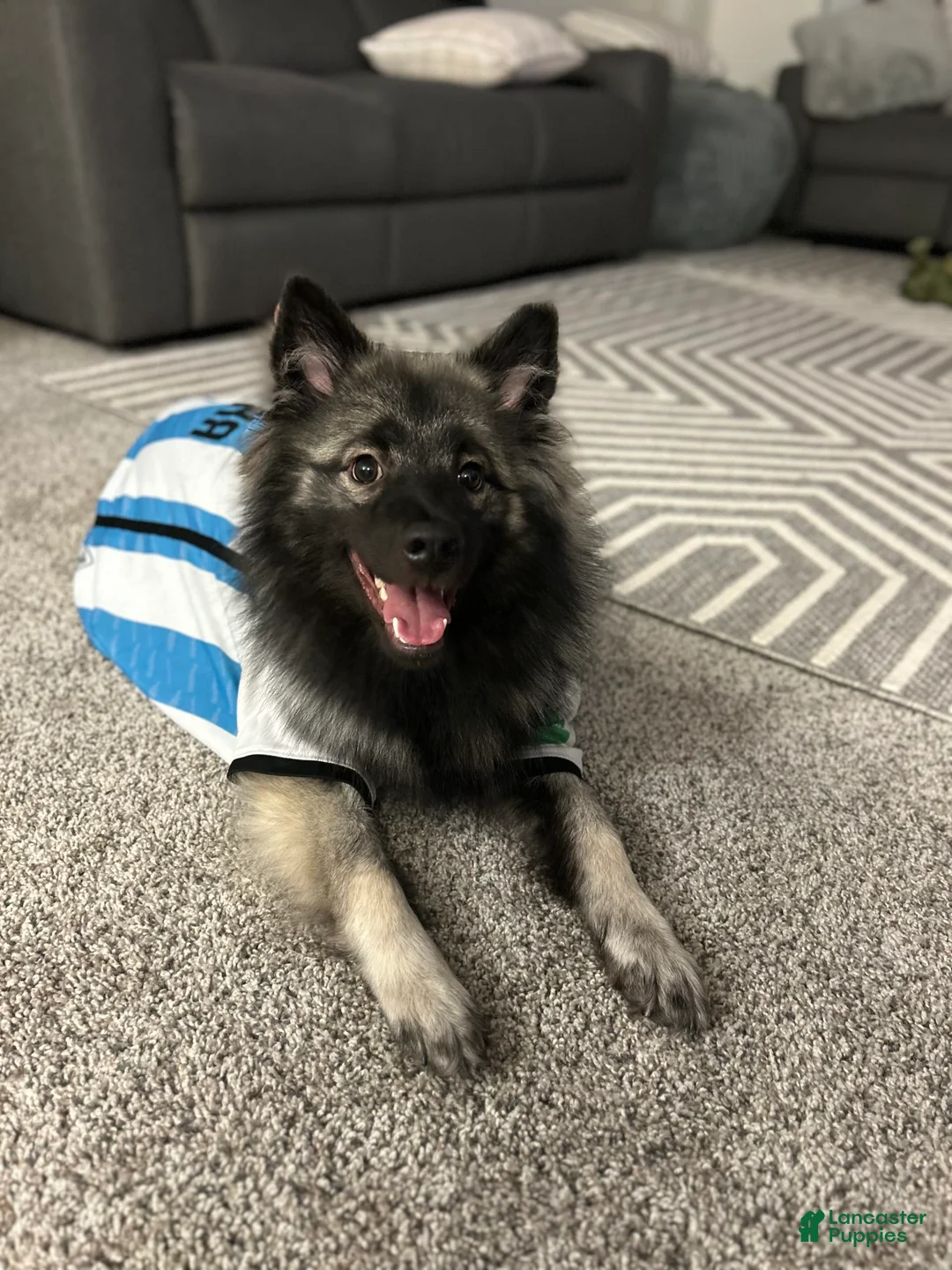 Gallery Image {{count}}