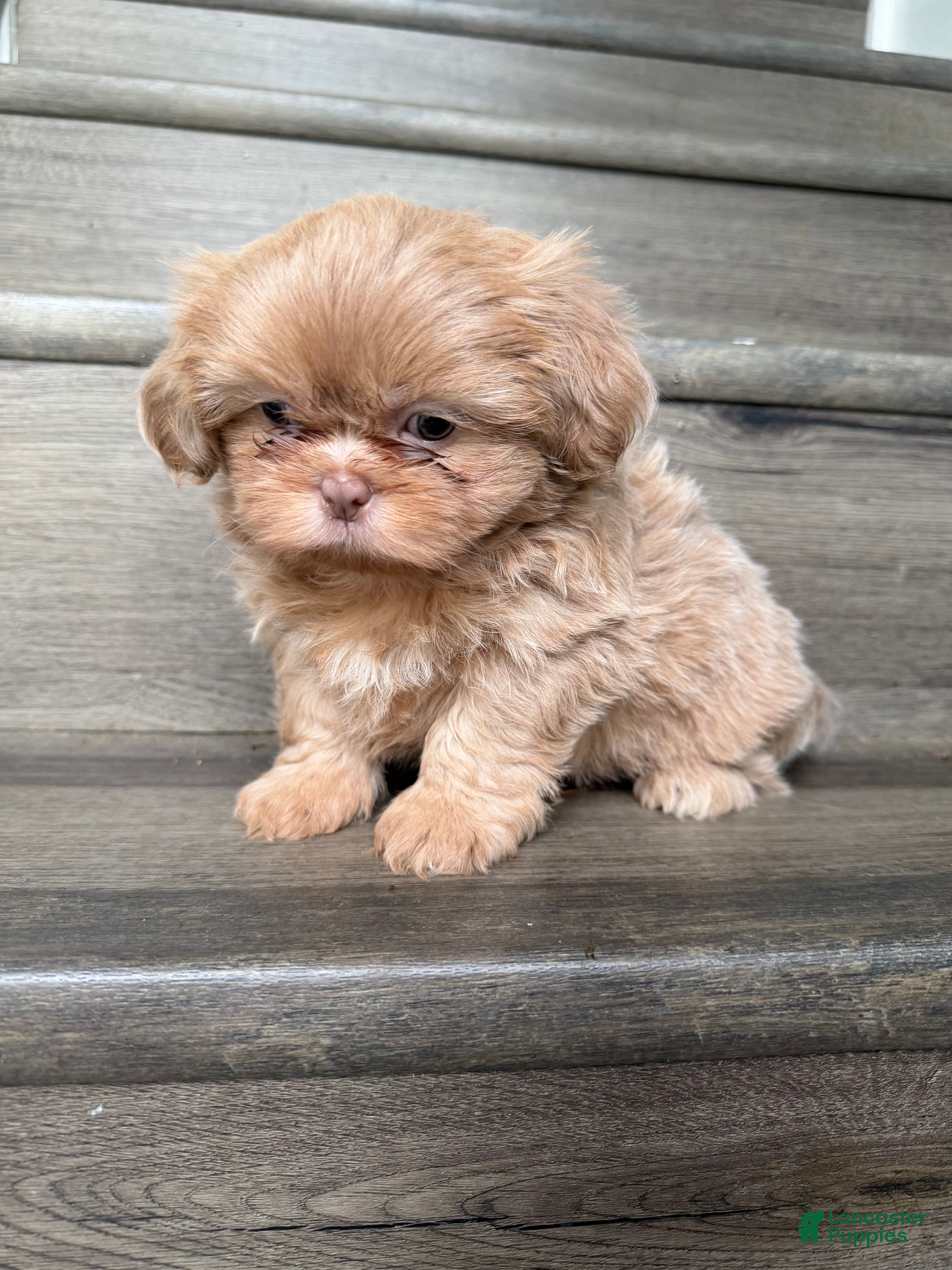 Shih Tzu dogs Lavender Shih Tzu boy - Ad 1