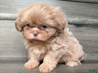 Shih Tzu dogs for sale: Lavender Shih Tzu boy - Ad 1