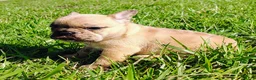 French Bulldog dogs for sale: Kaiser - Ad 11