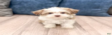 Dolly