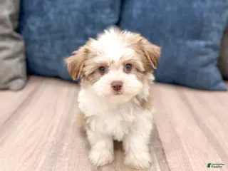Havanese dogs for sale: Dolly - Ad 3