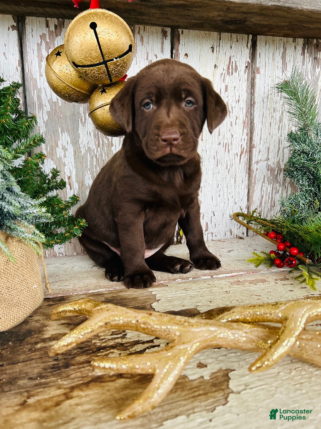 Labrador Retriever dogs for sale: Twinkle  - Ad 6