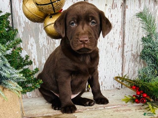 Labrador Retriever dogs Twinkle - Ad 18