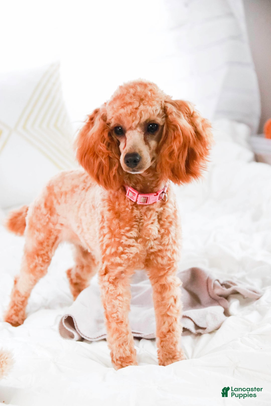 Miniature Poodle dogs for sale: Hailey - Ad 11