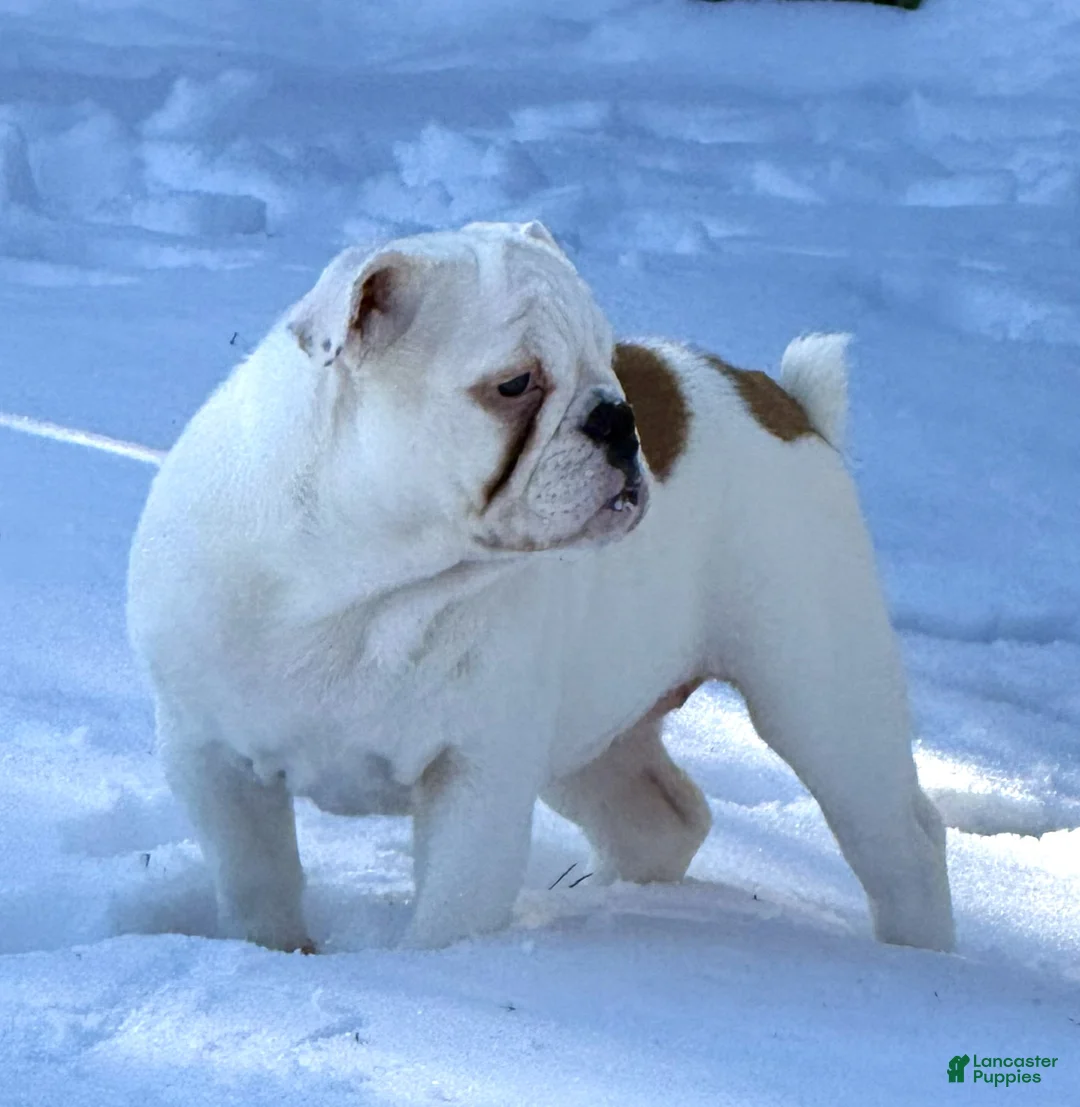 English Bulldog dogs for sale: Heartly - Ad 6
