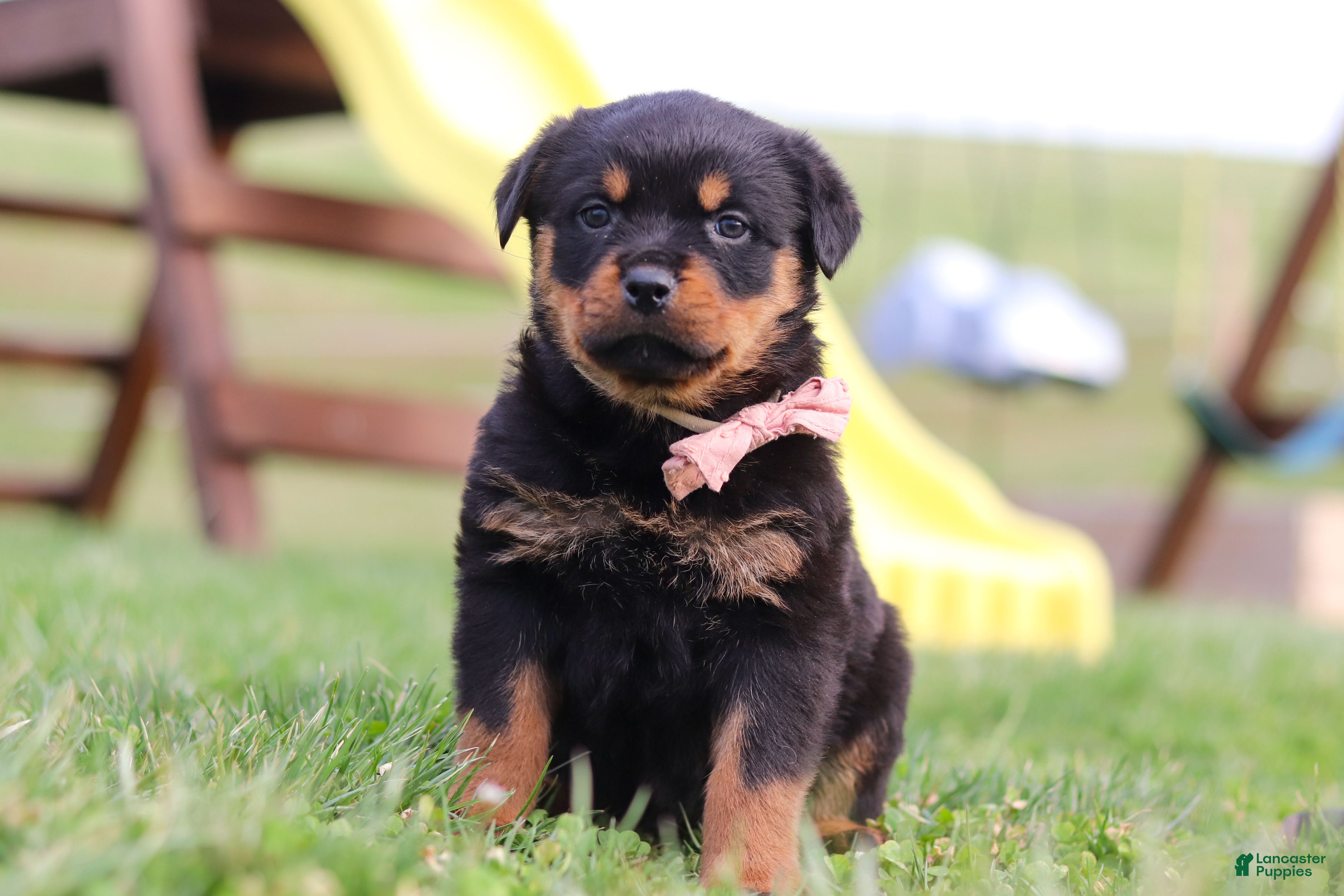 Rottweiler dogs Rita - Ad 1