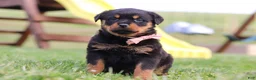 Rottweiler dogs for sale: Rita - Ad 1