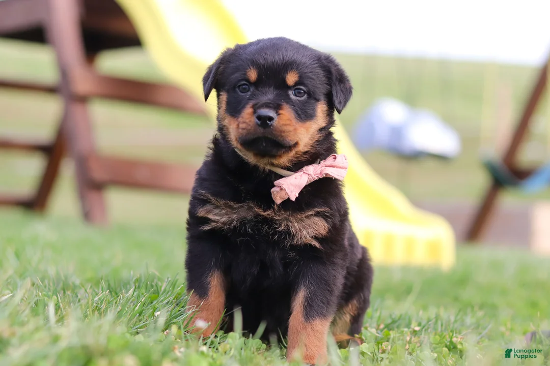 Rottweiler dogs for sale: Rita - Ad 1