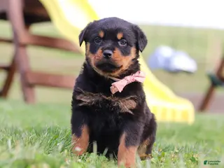 Rottweiler dogs for sale: Rita - Ad 1