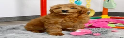 Mini Goldendoodle dogs for sale: 🐶Cory - Ad 3