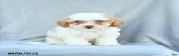 Bichpoo dogs for sale: Ziggy - Ad 5