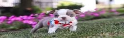 Boston Terrier dogs for sale: Bingo - Ad 6