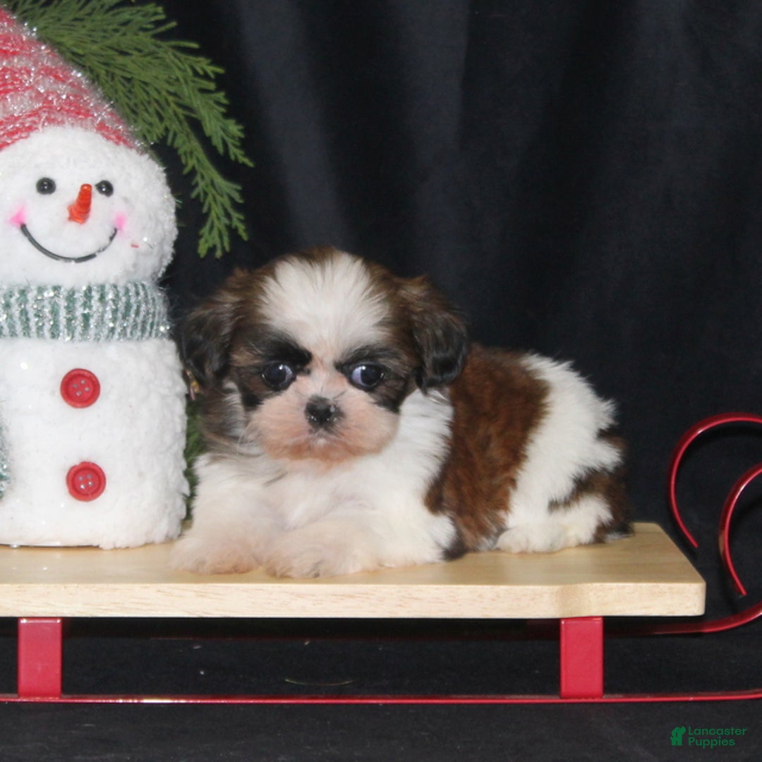 Shih Tzu dogs for sale: Olivia - Ad 2