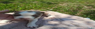 American Bully 5