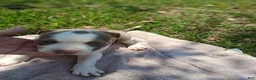 American Bully dogs for sale: American Bully 5 - Ad 1