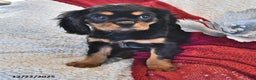 Cavalier King Charles Spaniel dogs for sale: Addy- (chocolate carrier) - Ad 2