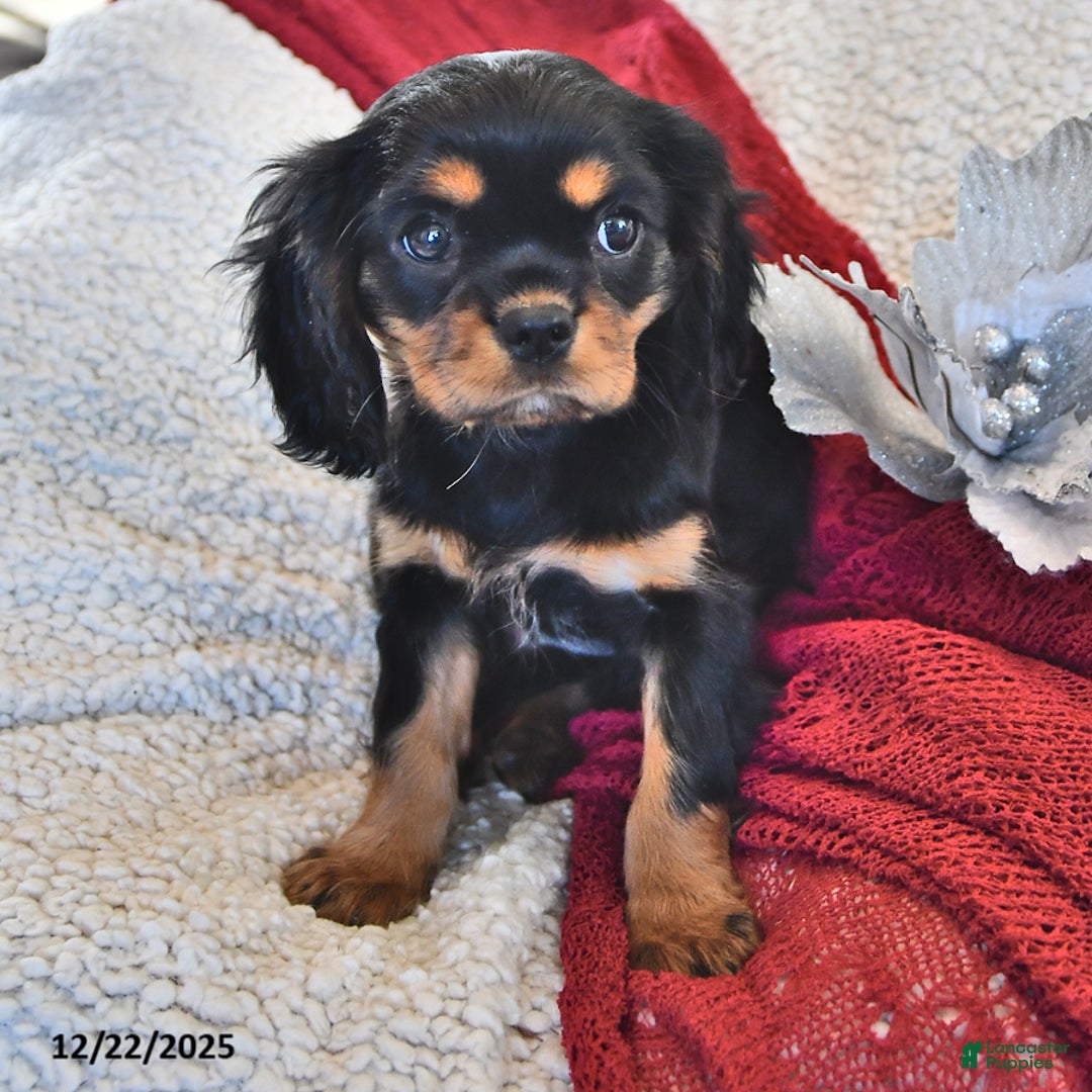 Cavalier King Charles Spaniel dogs for sale: Addy- (chocolate carrier) - Ad 2