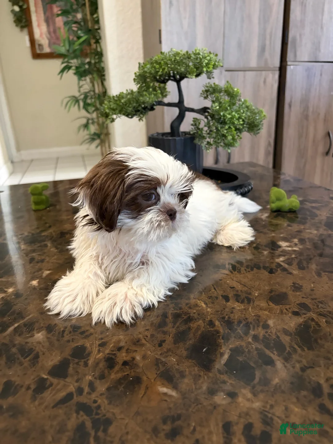 Shih Tzu dogs for sale: Boy 3 - Ad 1