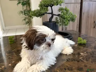 Shih Tzu dogs Boy 3 - Ad 4