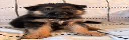 German Shepherd dogs for sale: Olive (Yellow Collar) - Ad 4