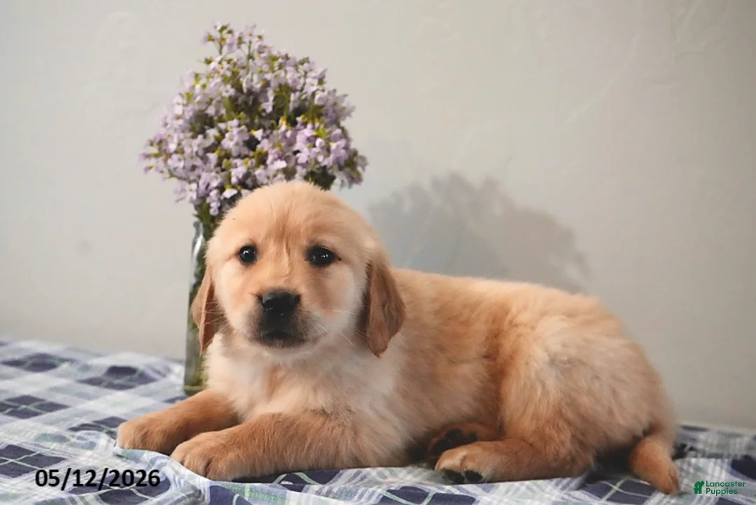 Golden Retriever dogs for sale: Leo - Ad 2