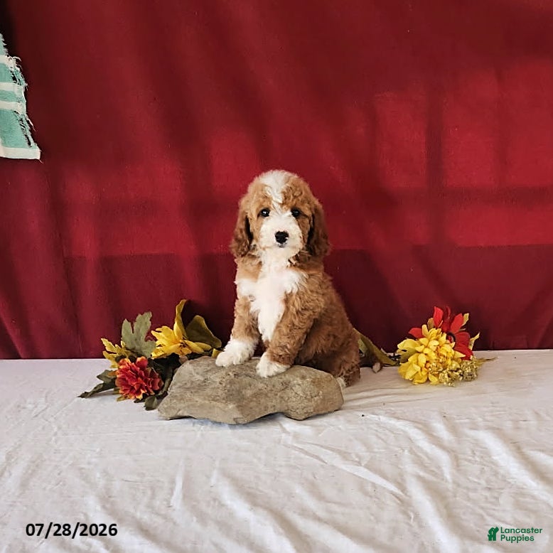 Mini Goldendoodle dogs Holly - Ad 1