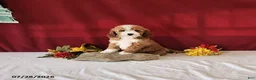 Mini Goldendoodle dogs for sale: Holly - Ad 1