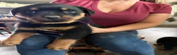 Rottweiler dogs for sale: Rottweiler Puppy 1 - Ad 22