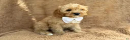 Cavapoo dogs for sale: Crook - Ad 5