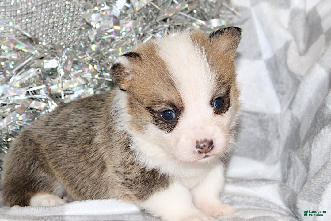 Welsh Corgi Pembroke dogs for sale: Sophie OFA Parents - Ad 3