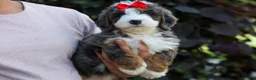 Mini Bernedoodle dogs for sale: 🐾 Meet Pilot 🐾 - Ad 3