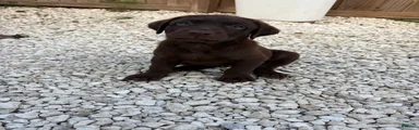 Labrador Retriever Puppy 5