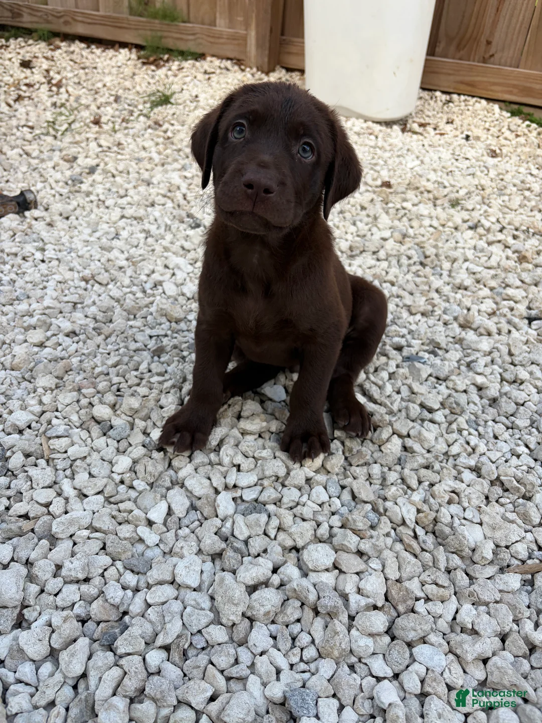 Labrador Retriever dogs for sale: Labrador Retriever Puppy 5 - Ad 1