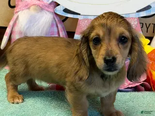 Miniature Dachshund dogs Stacy - Ad 17