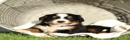 Bernese Mountain Dog dogs for sale: Jade Bernese Mountain Dog  - Ad 4