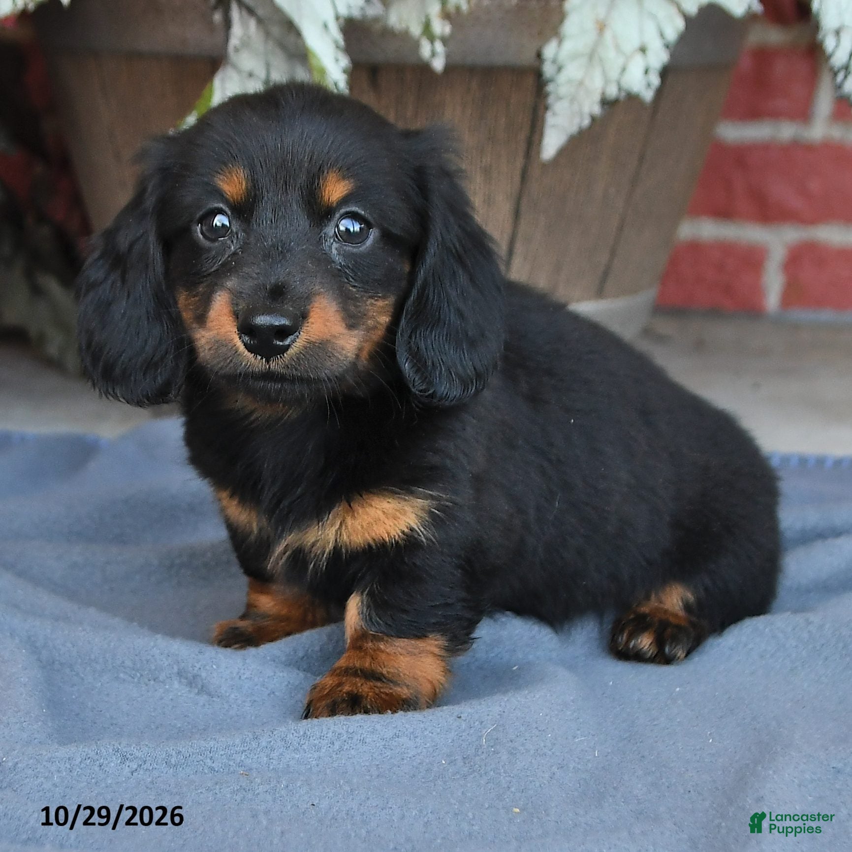 Miniature Dachshund dogs for sale: Midnight - Ad 2