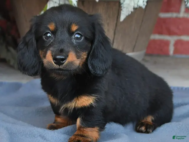 Miniature Dachshund dogs for sale: Midnight - Ad 2
