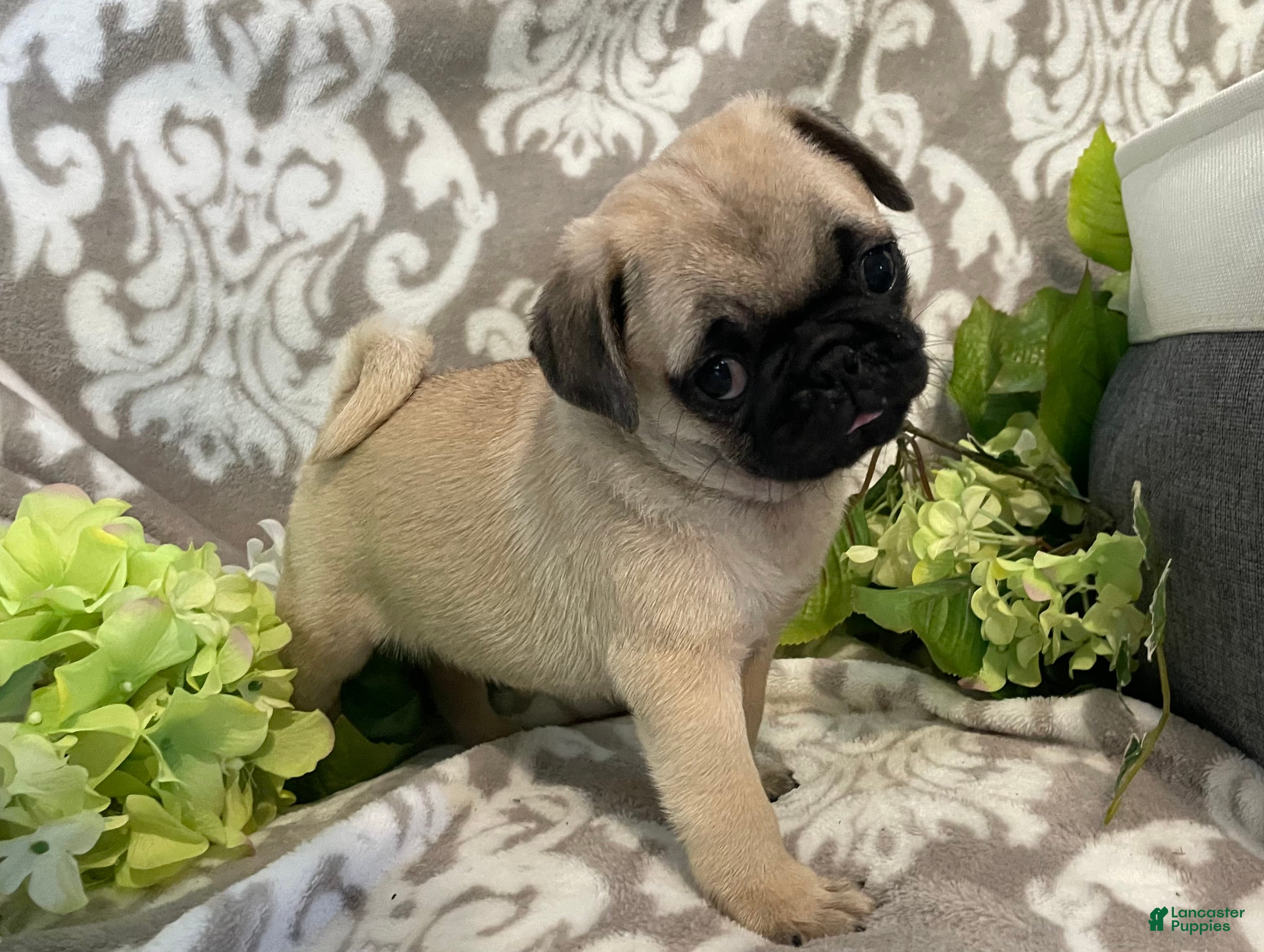 Pug dogs Ranger - Ad 1